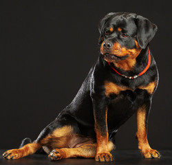 Rottweiler Dog  Isolated  on Black Background in studio