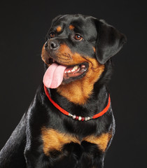 Rottweiler Dog  Isolated  on Black Background in studio