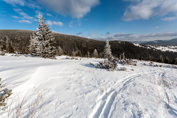 Fototapeta na wymiar Snow covered trees in the mountains.