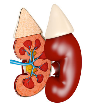 recommend clip art: Structure of the kidney medical 3d illustration. Science medical educational material