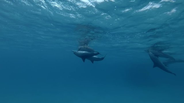 Two pairs of Spinner Dolphins mating and change partners (Underwater shot, 4K / 60fps)
