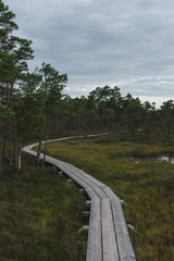 Landscape of a wooden trail in swamp leading forwards. Preserved outdoor territory of Ķemeri National park in Latvia.