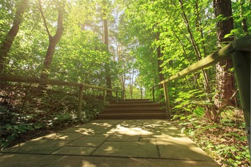 Waldweg mit Stufen Hintergrund