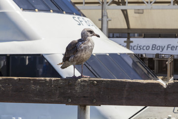 Gull at the San Francisco Bay Ferry port