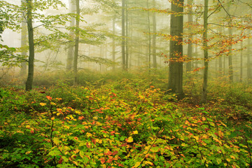 Foggy autumnal beech tree forest
