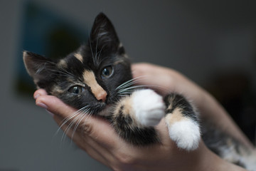 mały kot na dłoni człowieka