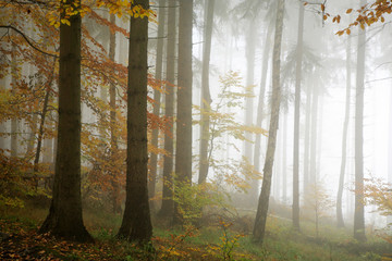 Autumnal Forest in dense fog