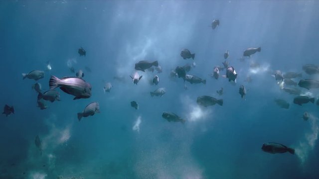 School of Humphead Parrotfishes in shallow water. 4k Footage