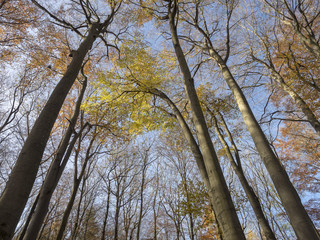 Fagus sylvatica. Futaies cathédrales de Hêtres communs de Forêt-Noire en Allemagne au couleurs d'automne