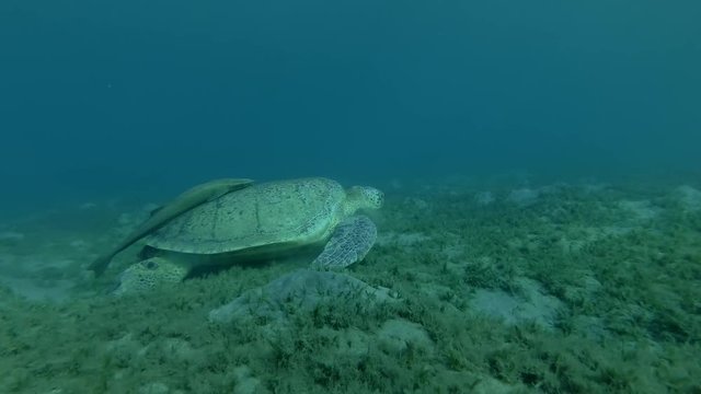 Old male Green sea turtle eats sea grass on the bottom (Chelonia mydas) Underwater shot, 4K / 60fps
