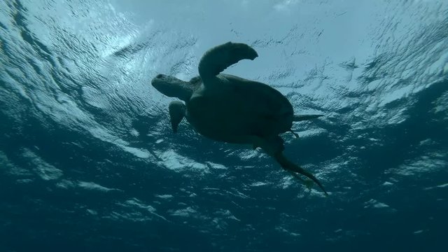 Green sea turtle lies on surface of water, makes how much breaths and dives to the bottom (Chelonia mydas) Low-angle shot, Follow shot, Underwater shot, 4K / 60fps
