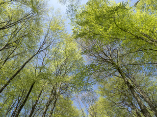 Fagus sylvatica. Futaies cathédrales de Hêtres communs de Forêt-Noire en Allemagne  