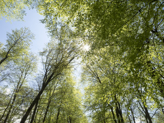 Fagus sylvatica. Futaies cathédrales de Hêtres communs de Forêt-Noire en Allemagne  