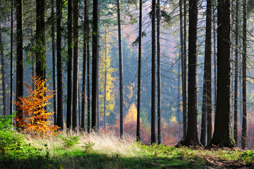 Spruce Tree Silhouettes in autumnal forest