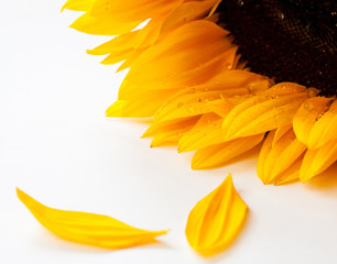 Natural sunflower background.
