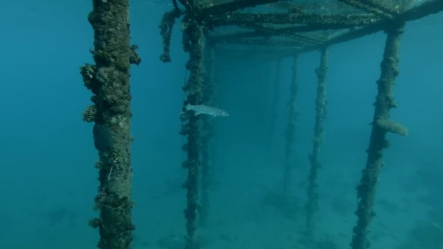 Great Barracuda Sphyraena barracuda stands under the pier. Red sea, Marsa Alam, Egypt (Underwater shot, 4K / 60fps)
