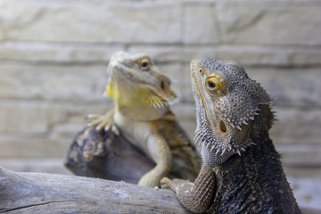 Beautiful tame yellow-gray iguanas that live in the terrarium