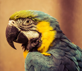 Exotic wild parrot aura of blue-yellow color close-up at the zoo