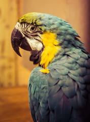 Exotic wild parrot aura of blue-yellow color close-up at the zoo