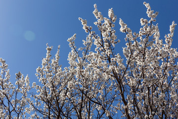 Blooming white apricot in the garden on a background of blue sky