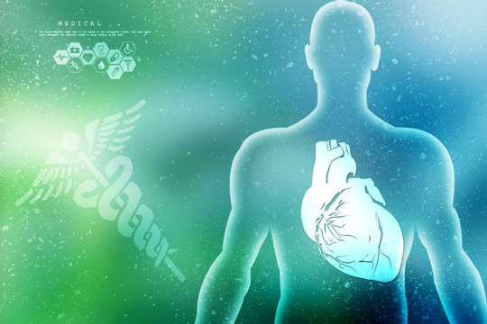 2d illustration  Anatomy of Human Heart 