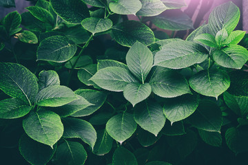 Green leaves pattern background, Flat lay. Nature background