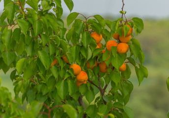 Ripe apricots. A large type of fruit. Fruit gardens. Harvest in the south of Russia.
