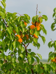 Ripe apricots. A large type of fruit. Fruit gardens. Harvest in the south of Russia.