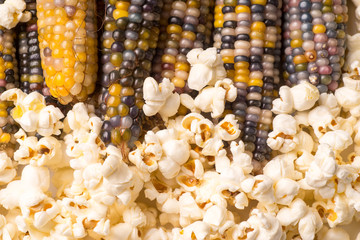 bunch of organic dried multicolored corn on the cob with already popped popcorn