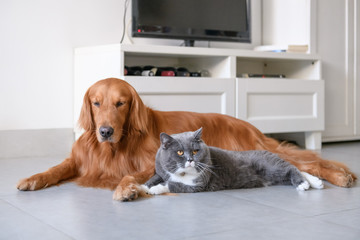 Golden Retriever and Kitten