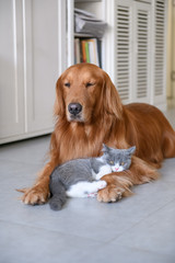 Golden Retriever and Kitten