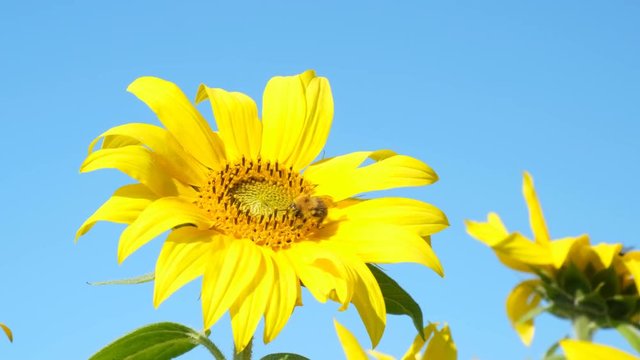 Sunflower rocking in the wind with a bee foraging