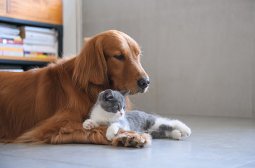 Golden Retriever and Kitten