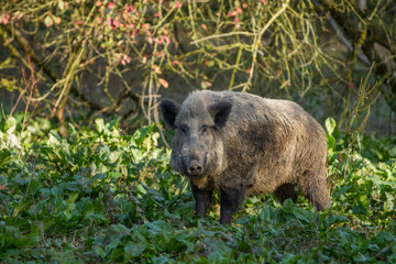 Grosser Keiler (Wildschwein)