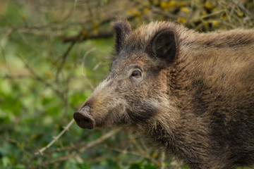 Wildschwein-Portrait