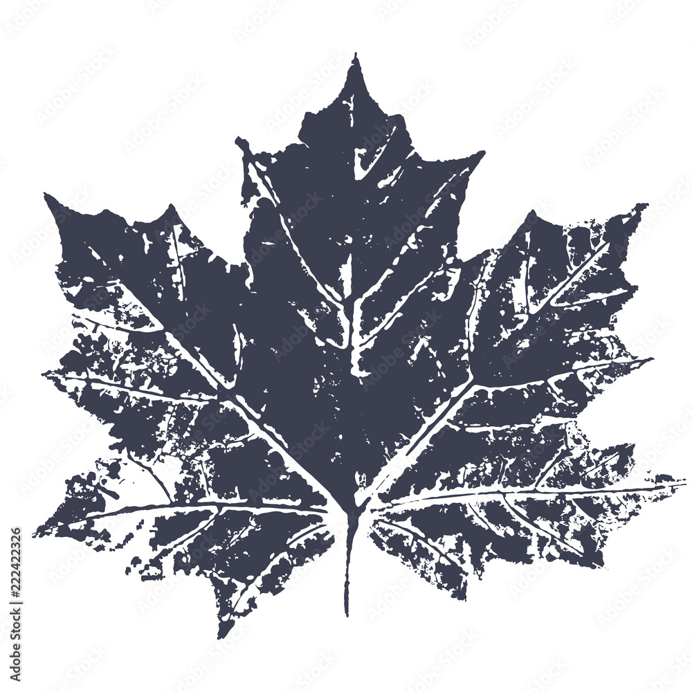 Wall mural vector maple leaf print. inkprinted leaves of the trees on paper. traced vector image.