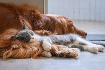 Golden Retriever and Kitten