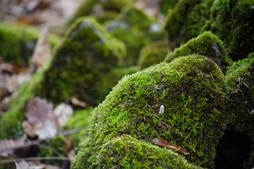 Moss-covered stone. Beautiful moss and lichen covered stone. Bright green moss Background textured in nature. Natural moss on stones in winter forest. Azerbaijan