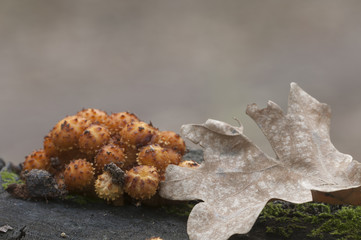 Obraz premium Pholiota aurivella mushroom