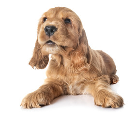 puppy cocker spaniel