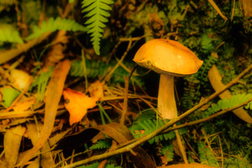 Beautiful yellow mushroom between fallen leaves and branches
