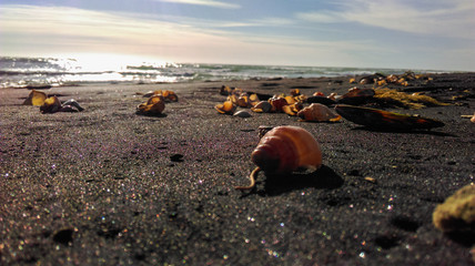 Fototapeta na wymiar coastline black sand shell new zealand happy feet
