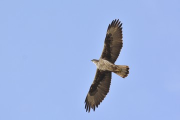 Bonelli's Eagle (Hieraaetus fasciatus), Greece