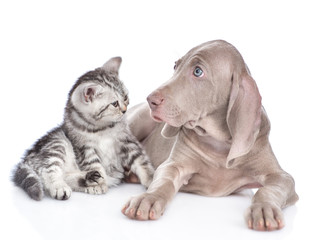 Weimaraner puppy and scottish tabby kitten look at each other. isolated on white background