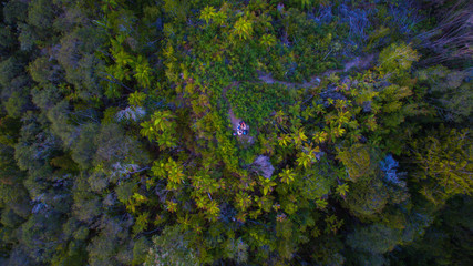 berlins mountain vertical capture into woods in new zealand