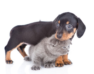 dachshund puppy with tiny kitten. Isolated on white background