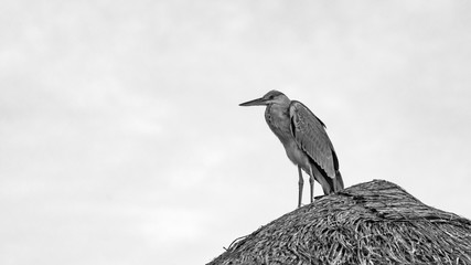 Heron is on the roof, Maldives.