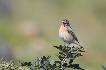 Whinchat - Saxicola rubetra, Crete, Greece