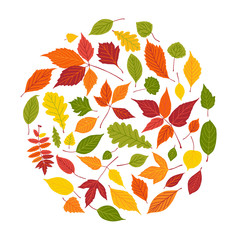 Set of bright autumn leaves. Vector illustration. Fall leaf round fill frame isolated on white background.