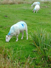 Fototapeta premium Mouton d'Irlande
